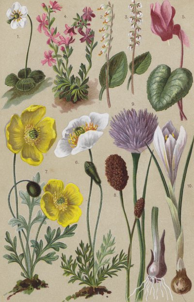 Flora alpina da European School